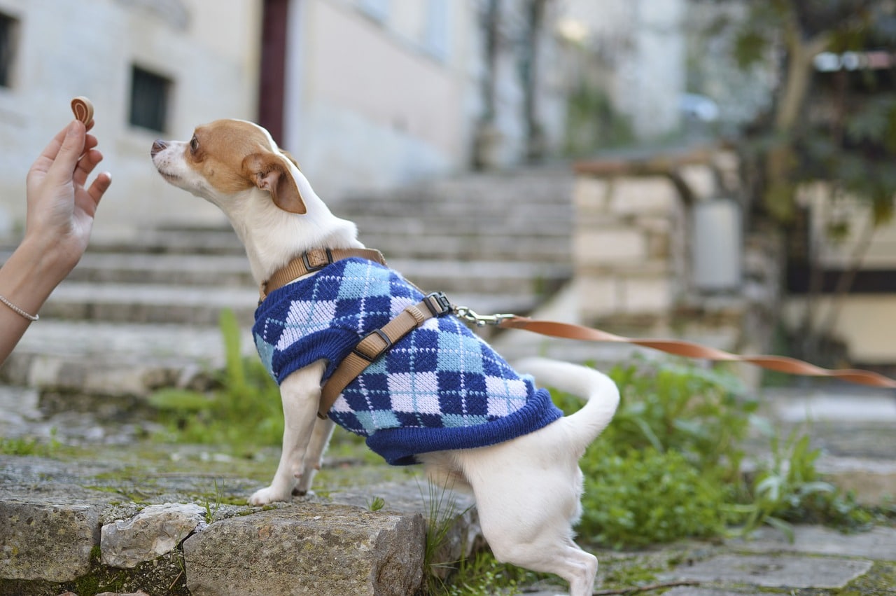 aliments pour chien